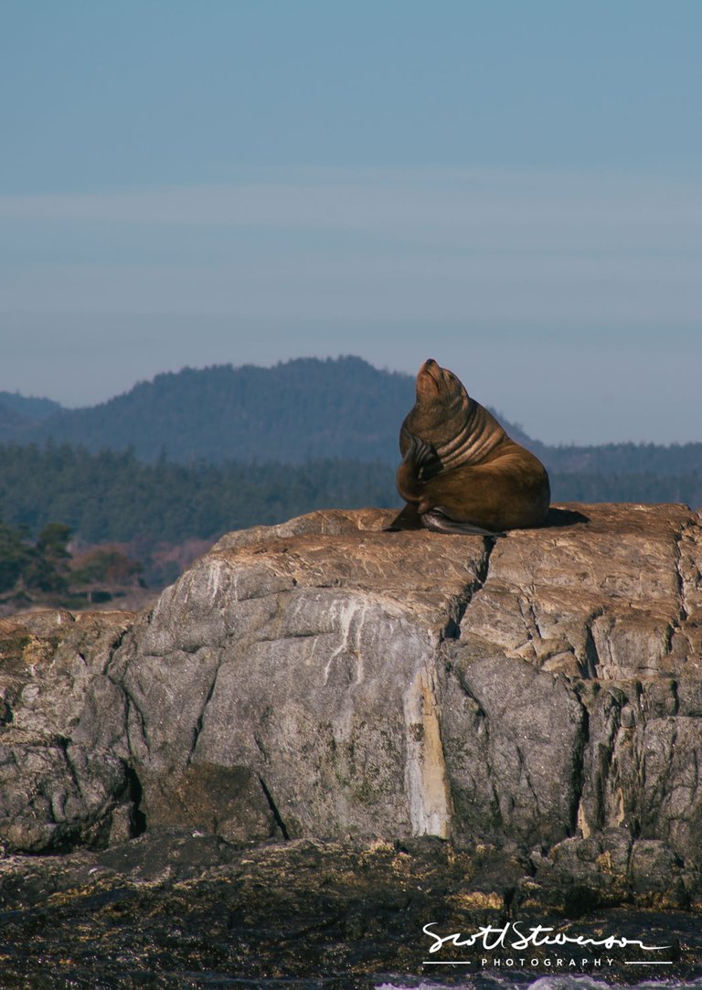 Stellar Sea lion-2.jpg