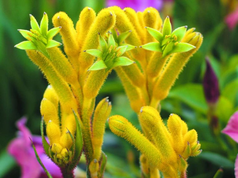 Anigozanthos-Bush-Bonanza.jpg