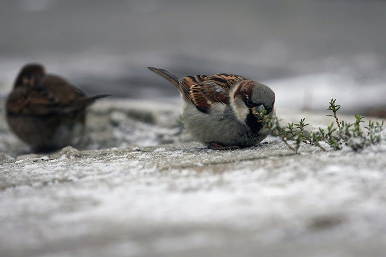 We_Sparrows_ph001_s.jpg