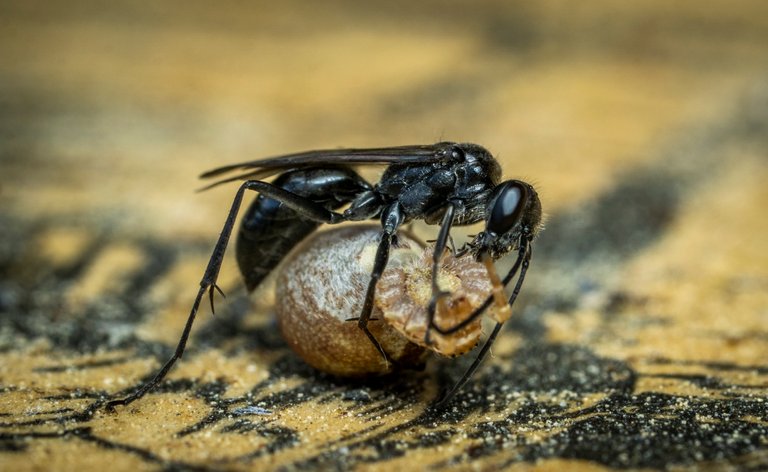 spiderwasp019.jpg