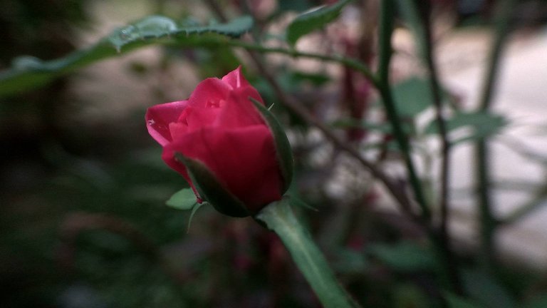 IMG_20180723_084402_HDR.jpg