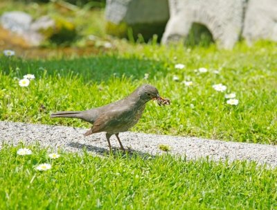 God-Providing-for-Birds.jpg