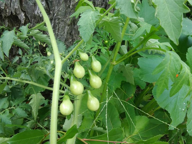 garden 6.12.18 tomatoes yellow pear heirloom.jpg