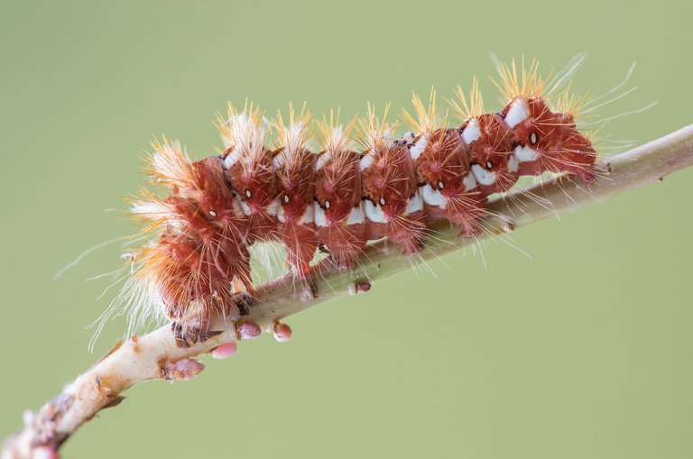 Ampfereule (Acronicta rumicis)_CI4A43665_HF-BF.jpg