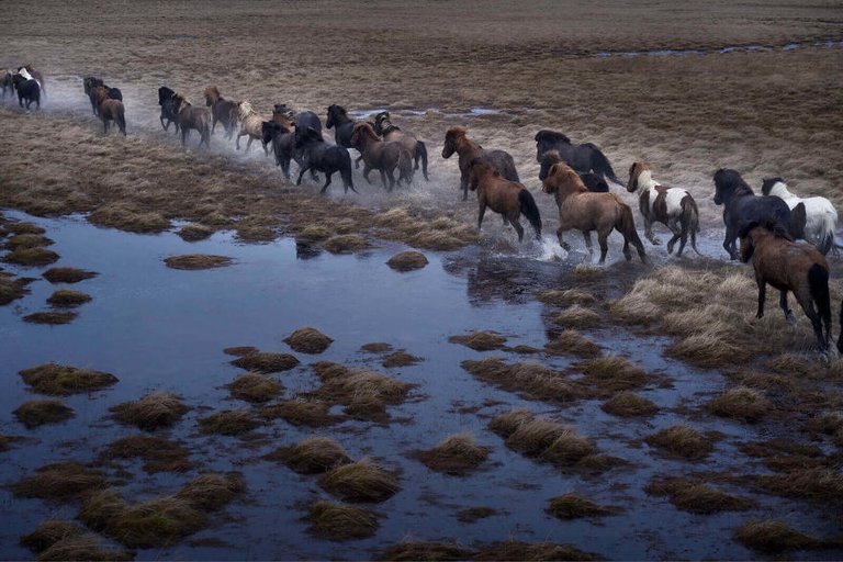 animal-photography-icelandic-horses-in-the-realm-of-legends-drew-doggett-5-5b5afbd66a094__880.jpg