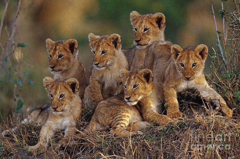 image_of_lion_cubs_by_kidcool1-d6wbe6i.jpg