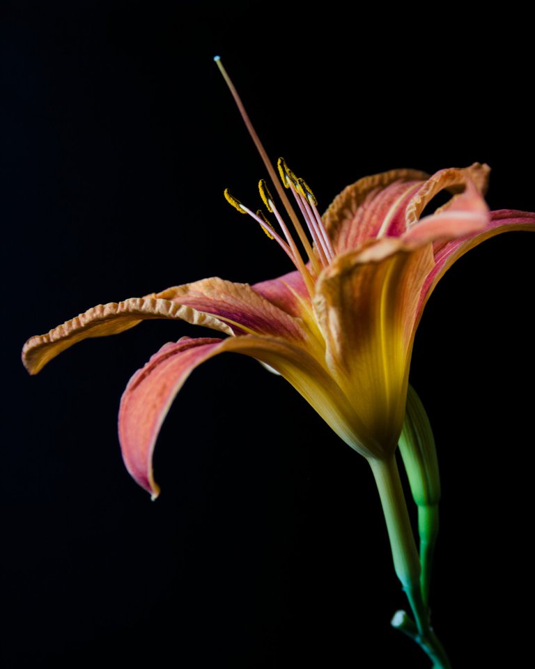 Orange daylily