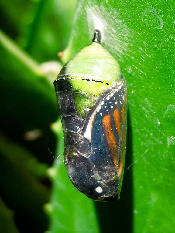 Monarch_Butterfly_(Danaus_plexippus)_Chrysalis (2).jpg