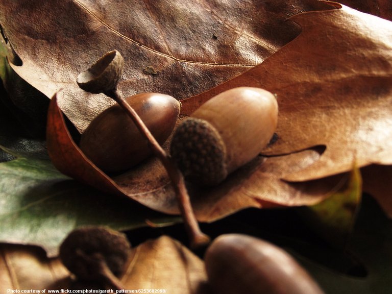 Acorns-001-110418.jpg