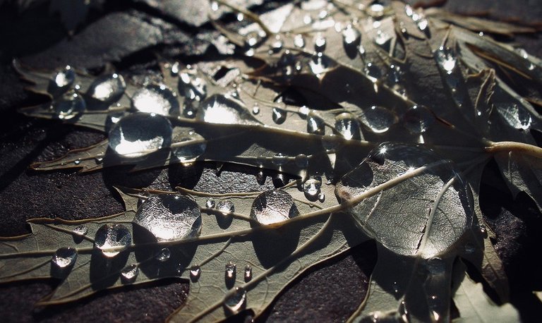 leaf_and_water_drops___1_by_surftiki-d4lzymr 2.jpg