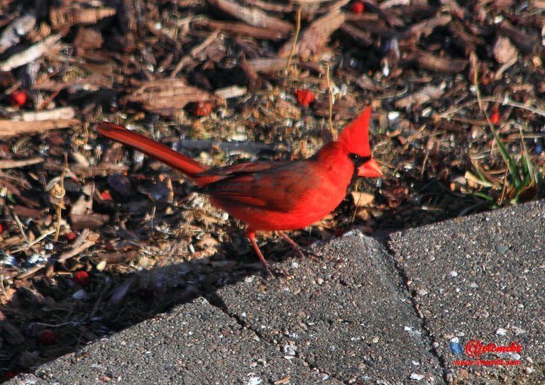Northern Cardinal IMG_0158.JPG