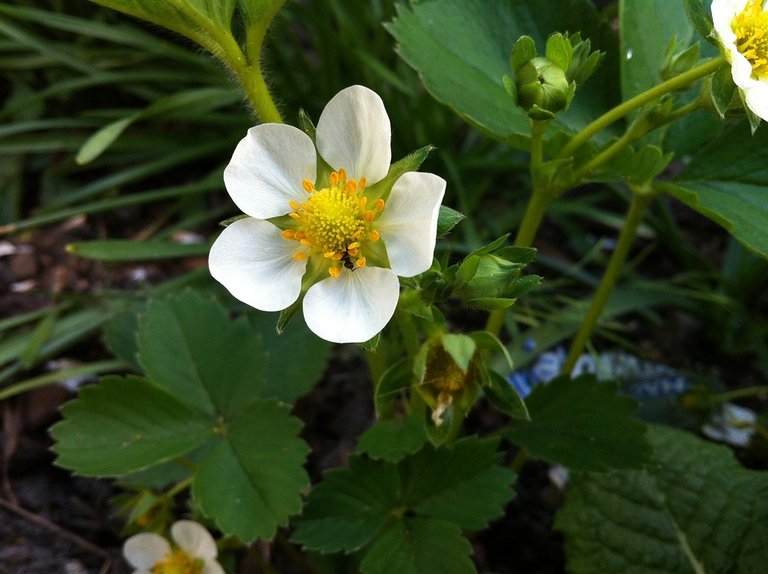 strawberry-flower-758965_960_720.jpg