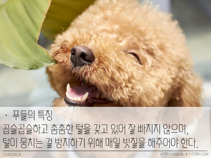 푸들3.jpg