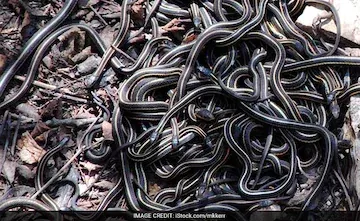 snakes_650x400_81482849268.webp