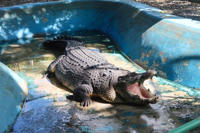 Davao Crocodile Park 2.jpg