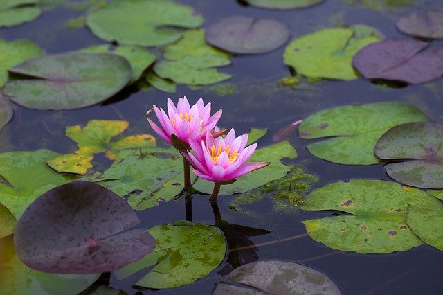 water-lilies-3517291_640.jpg