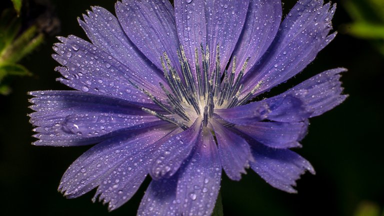 25-07-2018-chicory-03509.jpg