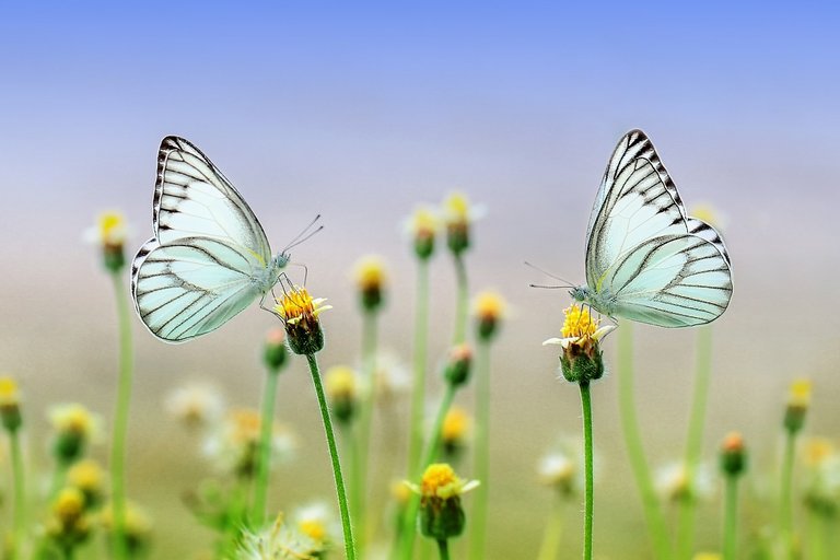 butterfly-1127666_1280.jpg