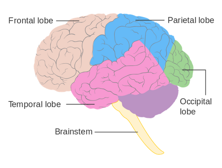 Diagram_showing_the_lobes_of_the_brain_CRUK_308.svg-2.png