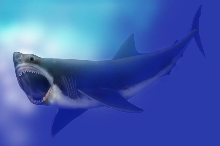 Carcharodon_megalodon_SI.jpg