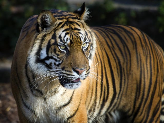 sumatran-tiger-hero_92514619.jpg