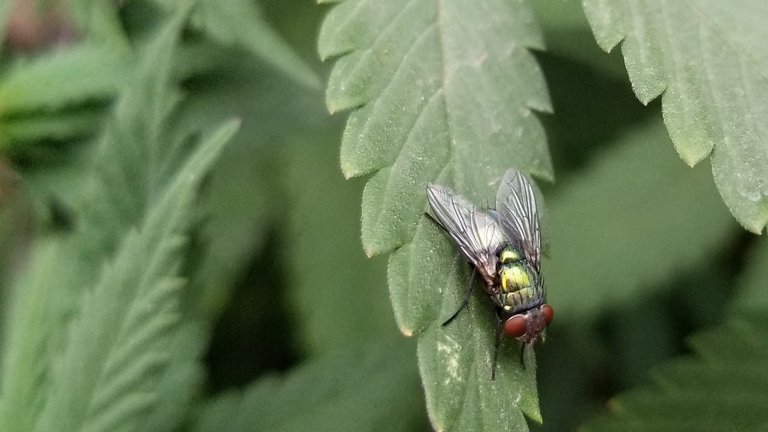 Ep9 Green bottle fly 3.jpg