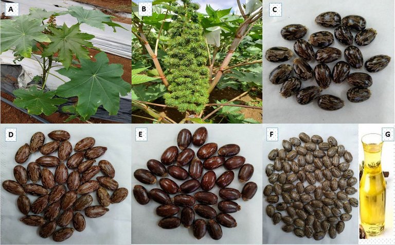 Castor-A-young-castor-plant-B-matured-castor-capsules-C-F-different-colors-and.jpg