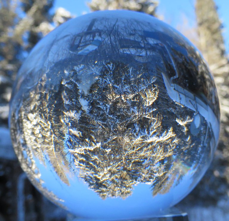 snow on spruce and pine in yard relected in crystall globe.JPG