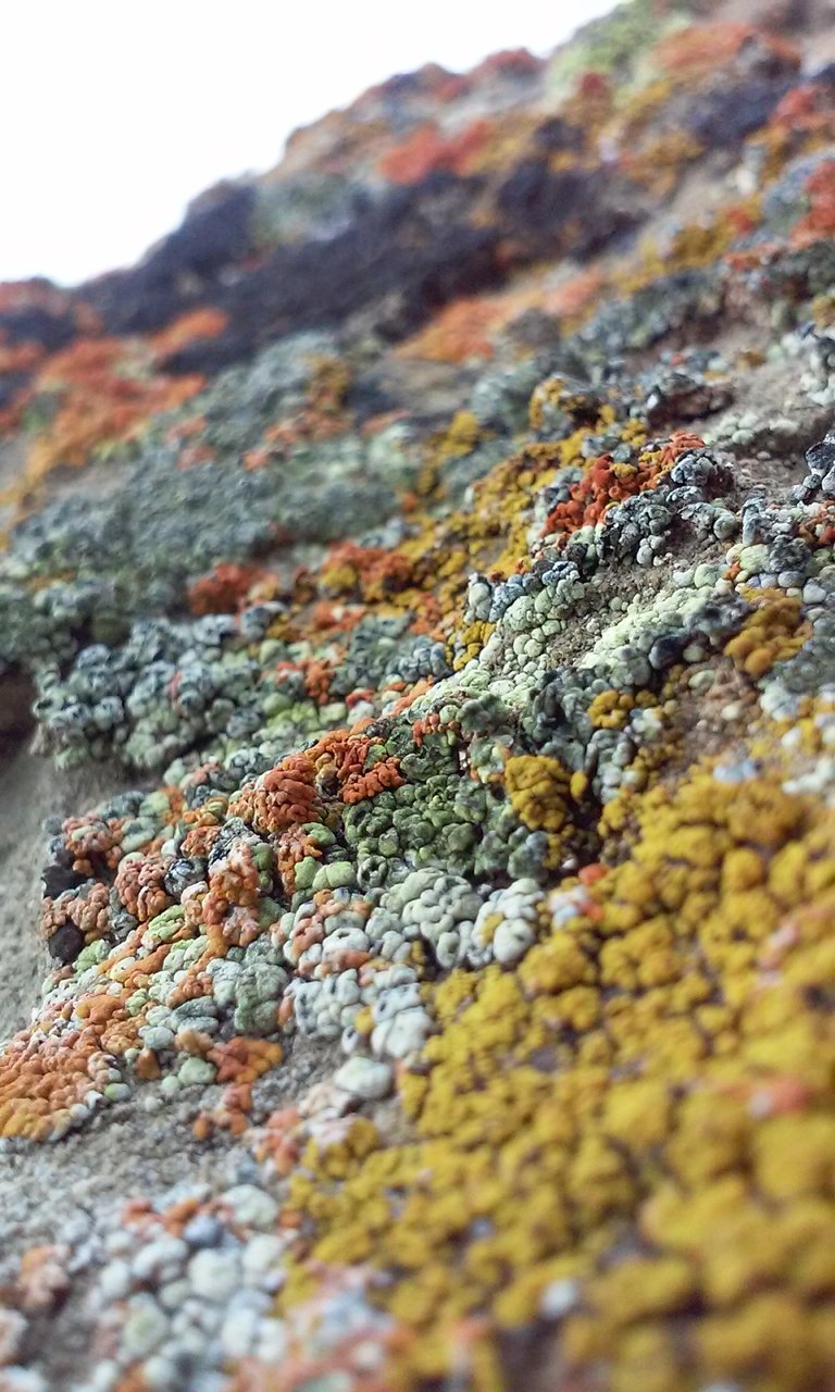 Beautiful Lichen.jpg