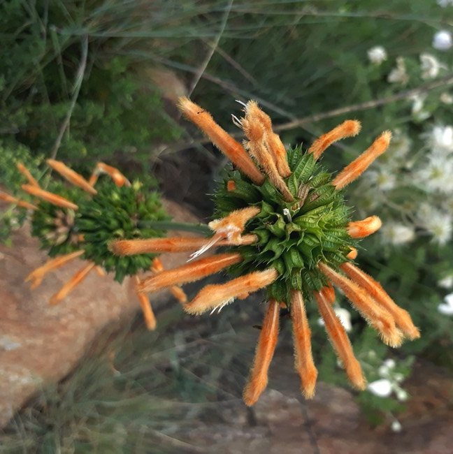 leontis microphylla.jpg