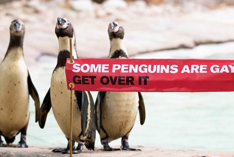 Gay Penguins of London Zoo, Retrieved from LGBTQ Nation.jpg