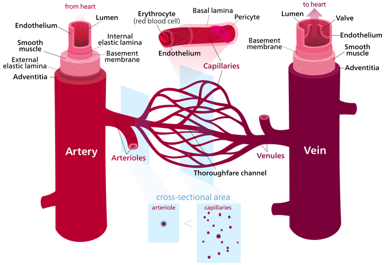 arterias.png