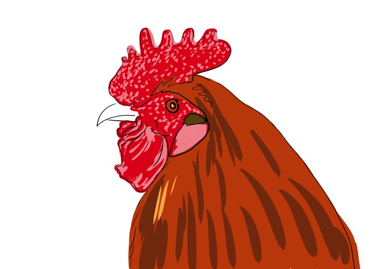rooster(567).jpg