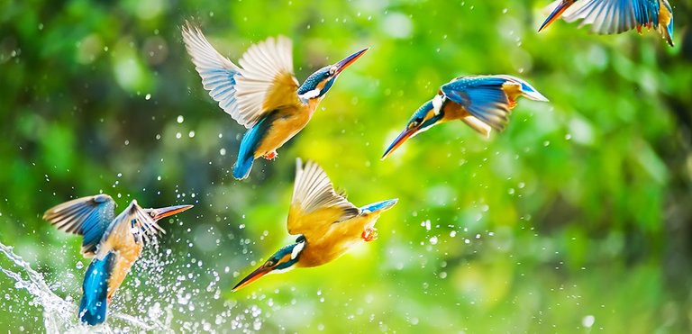 CMS_Creative_164657191_Kingfisher.jpg