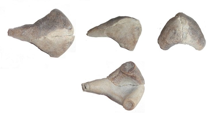 Fossil Shark Rostral Node.jpg