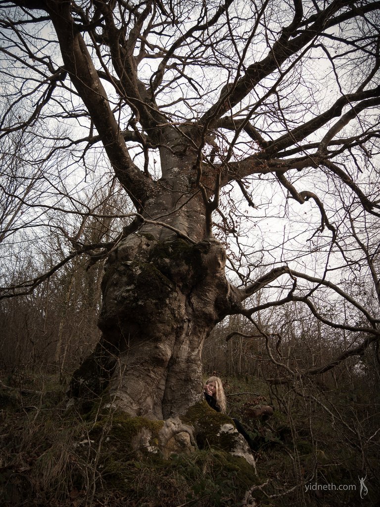 witch oak - by priscilla Hernandez (yidneth.com)-2 - Priscilla Hernandez.jpg