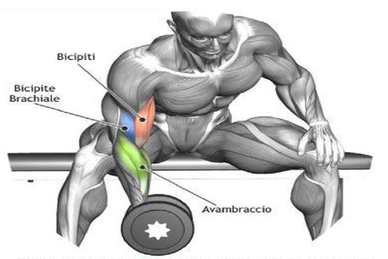 Standing Concentration Dumbbell Curl.JPG