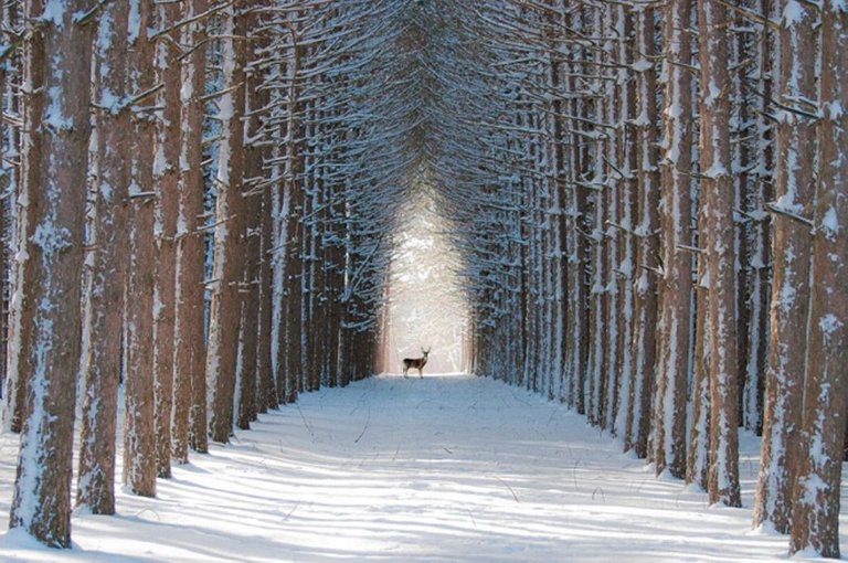 cerf-hiver-1050x697.jpg