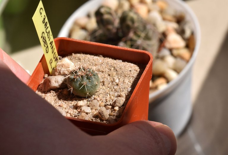 Gymnocalycium baldianum baby.jpg