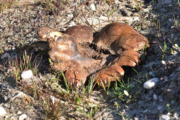 Scleroderma polyrhizum ground mushroom 8.jpg