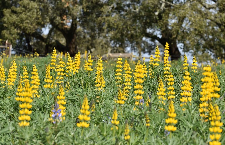 lipine yellow field.jpg
