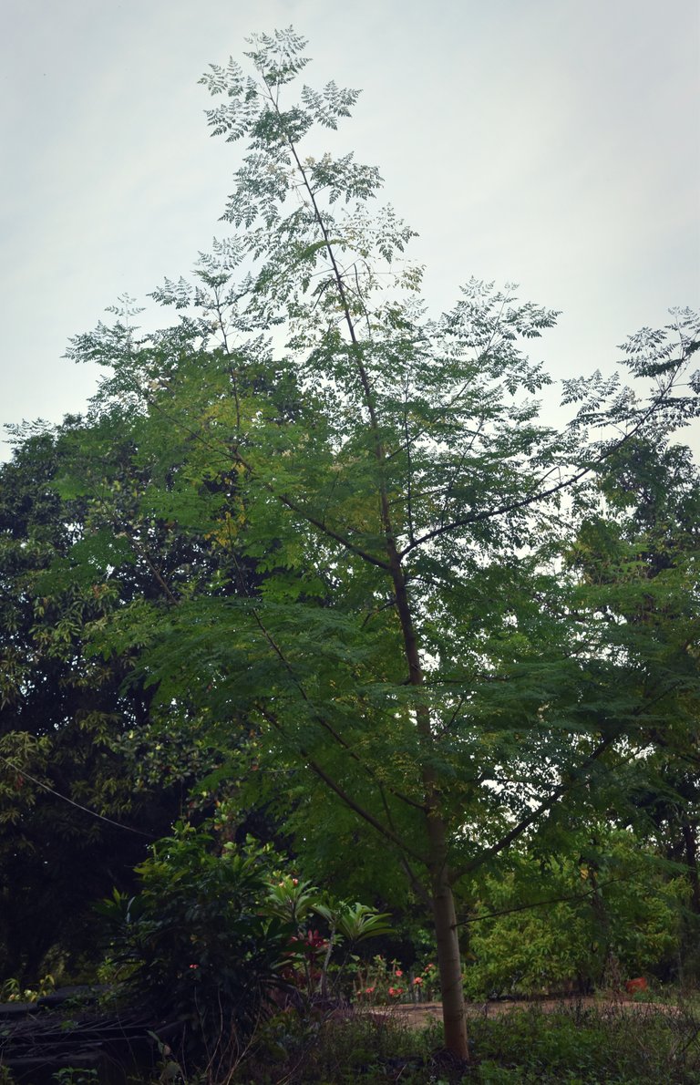 moringa-tree.jpg