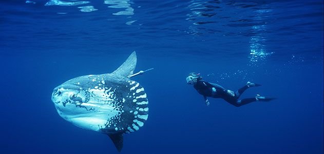 Ocean-Sunfish-Tierney-Thys-with-a-tagged-mola-631.jpg