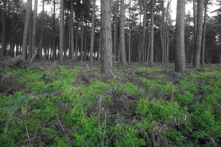 Selective Colour Woodland Scene.JPG