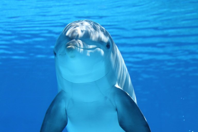 dolphin-203875_1280.jpg