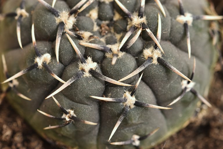 Gymnocalycium new.jpg