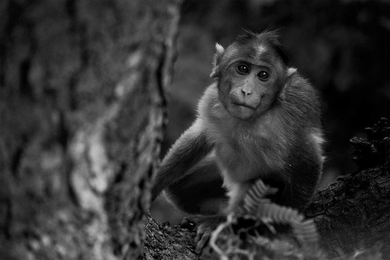 monkey b&w.jpg