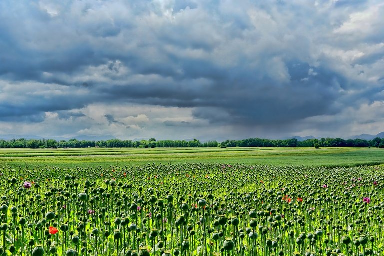 field-of-poppies-3432640_1280.jpg