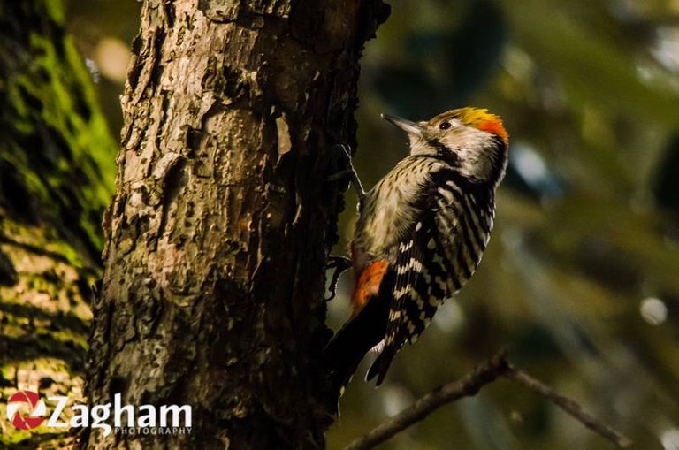 Brown fronted woodpecker.jpg