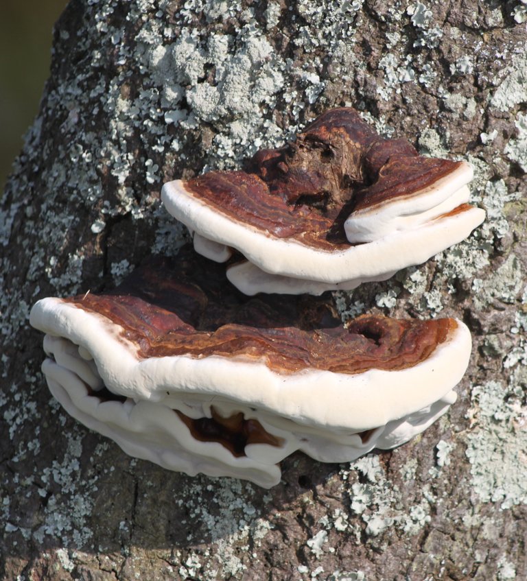 Mushrooms on the Bark.jpg